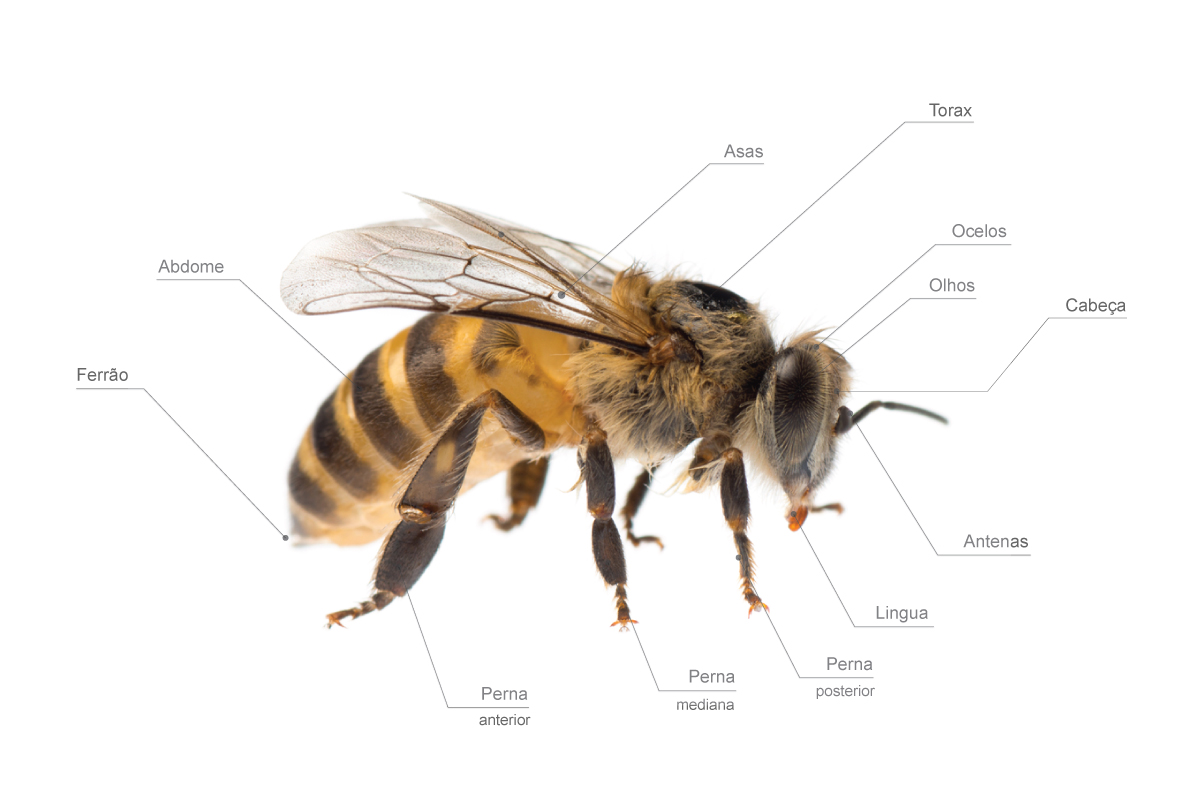 anatomia-das-abelhas-ciencia-biologia-mel