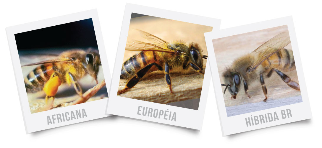 appis-mellifera-europeia-africana-hibrida-brasileira-genetica-apicola