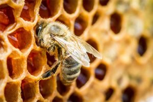 Como é produzido o mel a partir do nectar das abelhas?