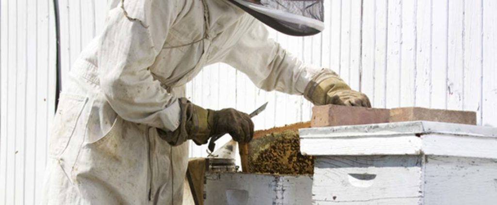 Vestimenta do apicultor e o fole ou fumigador - fumegador