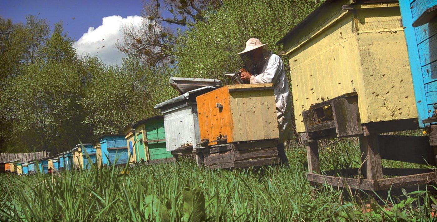 Site do MEL: Wiki-Mel a enciclopédia das abelhas, alicultura, medicina natural e loja!