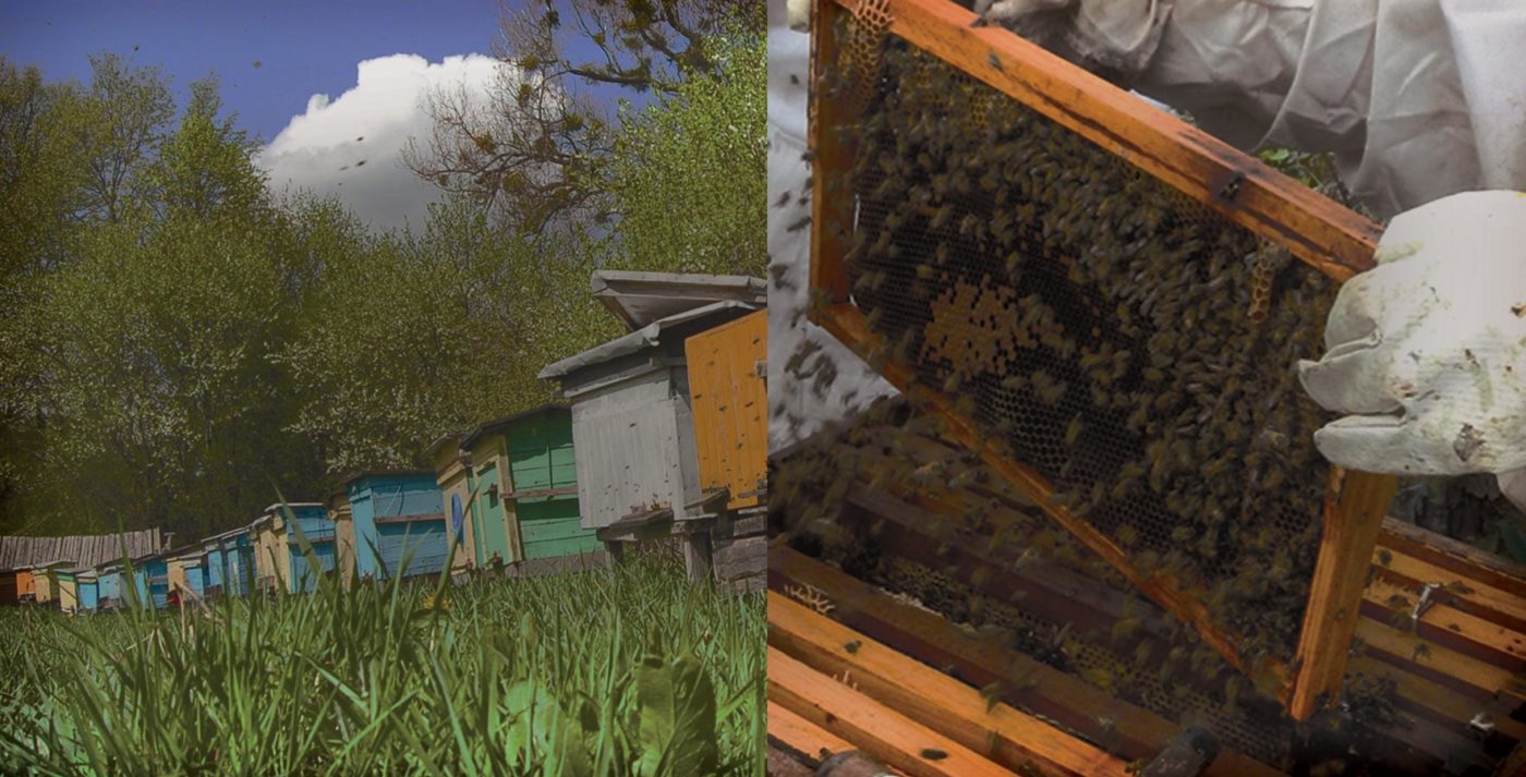 Como aumentar o tamanho e produtividade das abelhas e da colmeia