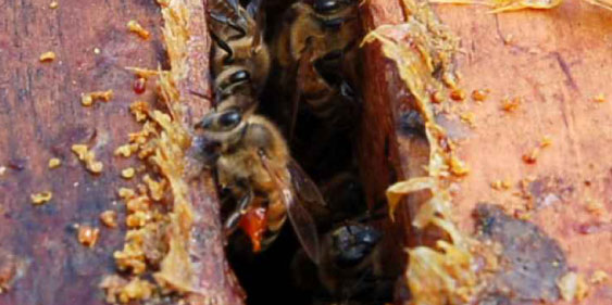 Própolis: Técnicas de produção no apiário