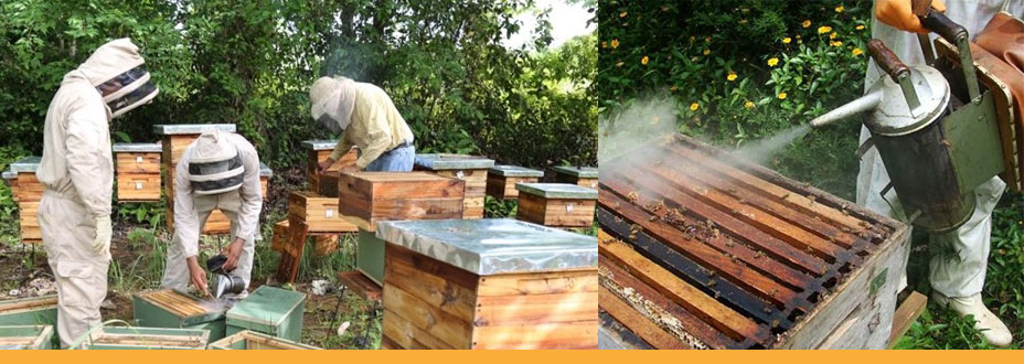 Fumigador - Fole - Manejo da fumaça na apicultura
