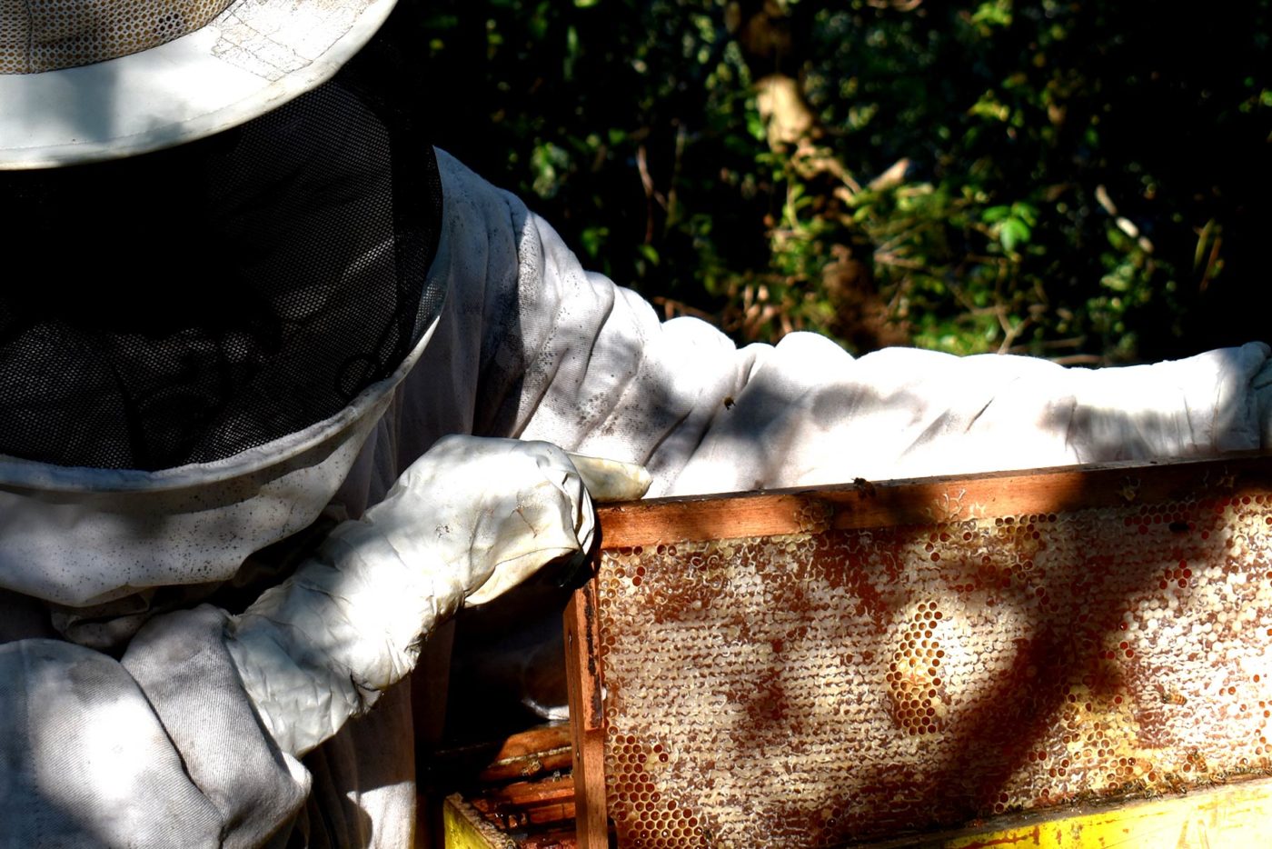 Loja do MEL: Comprar mel puro direto do apiário!