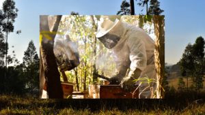 mel-abelha-puro-apicultura