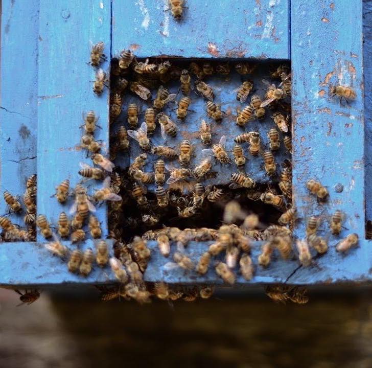 Loja e Site do mel - sif envase terceirizacao - entreposto sp rj bahia mg compra e venda de mel puro direto do apiário