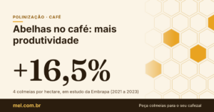 Abelhas no café: estudo da Embrapa mostra 16,5% a mais de produtividade